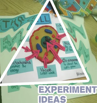 Science project ideas for class 4